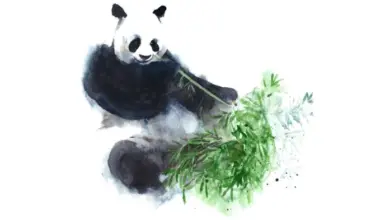 Velký medvěd jedí bambus, ilustrace pro biologický popis.