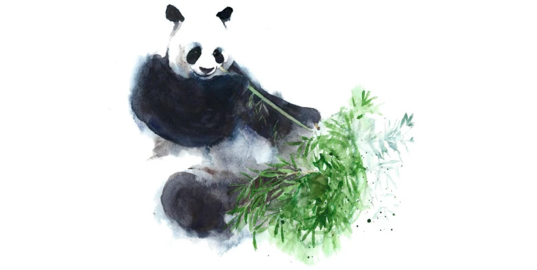 Velký medvěd jedí bambus, ilustrace pro biologický popis.