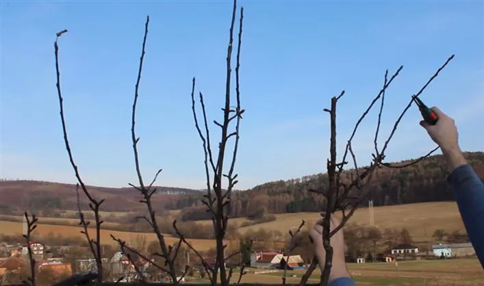 Osoba řezá větve hrušně zahradnickými nůžkami na podzim.