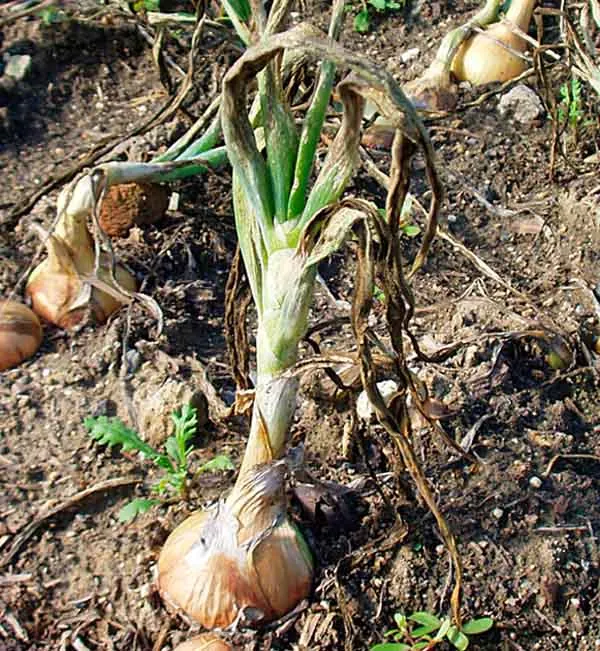 Zhnijící cibule v zemi s hnilobou a plísní na kořenech.