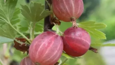 Červené angrešty odrůdy Xenia rostou na keři s listy.