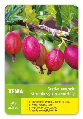 Červené angrešty odrůdy Xenia rostoucí na větvi s listy.