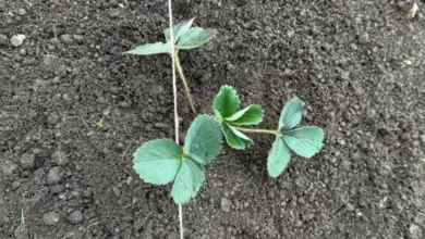 Strawberry seedling in soil