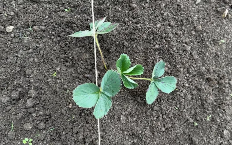 Strawberry seedling in soil