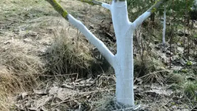 Kmen švestky natřený bílou barvou pro ochranu kůry před praskáním.