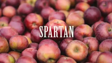 Hromada červených jablek odrůdy Spartan na snímku.