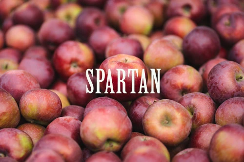 Hromada červených jablek odrůdy Spartan na snímku.