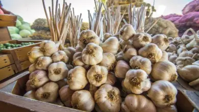 Garlic bulbs in wooden crate