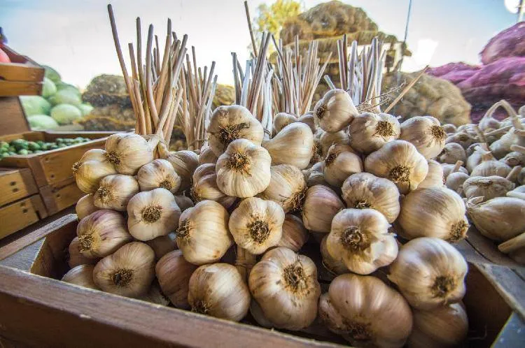 Garlic bulbs in wooden crate