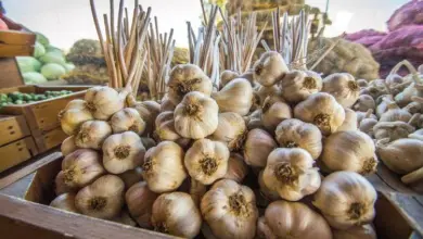 Garlic bulbs with stems