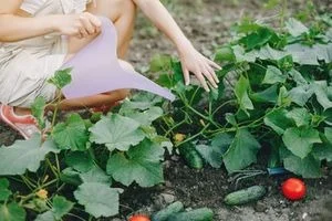 Osoba zalévá okurky ve skleníku s viditelnými plody.