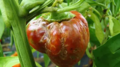 Červená paprika s černými skvrnami na povrchu plodu.