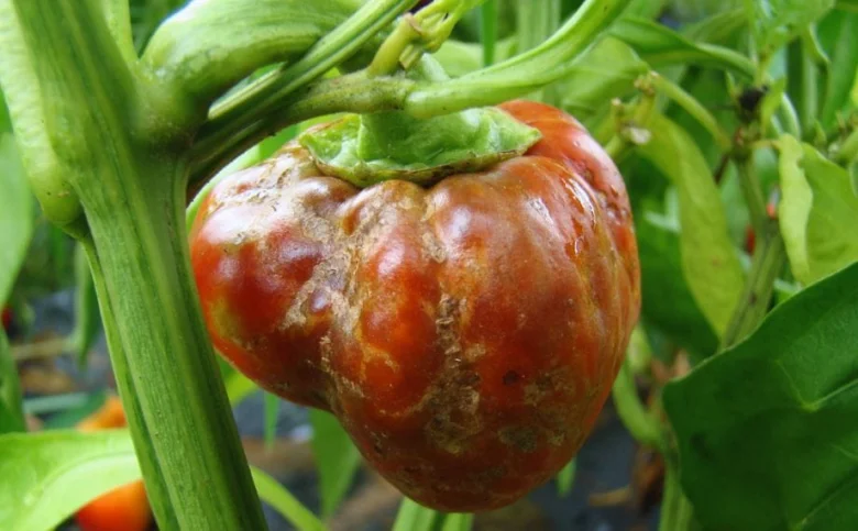 Červená paprika s černými skvrnami na povrchu plodu.