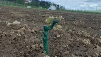 Mladá réva zasazená v poli s zelenou trubicí pro zavlažování.