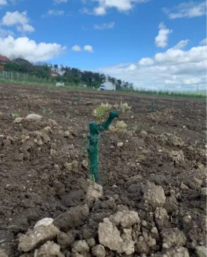 Mladá réva zasazená v poli s zelenou trubicí pro zavlažování.