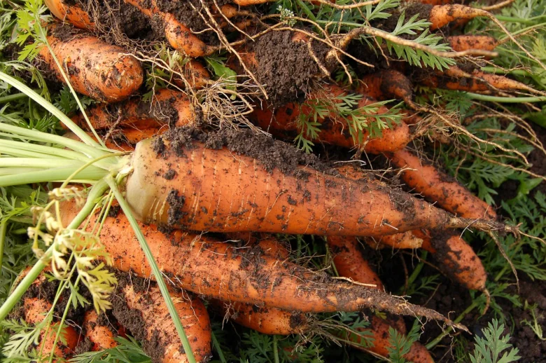Čerstvá mrkev s hlínou a zelení po sklizni z půdy.