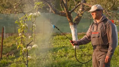 Man spraying fruit tree