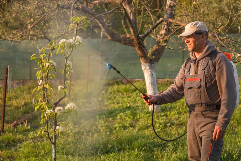 Man spraying fruit tree