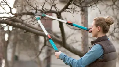 Žena prořezává jabloně dlouhými zahradními nůžkami.