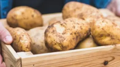 Čerstvé brambory v dřevěném košíku držené rukama.