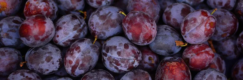 Skládané zralé švestky s fialovo-červenou kůrou a přirozeným povlakem.