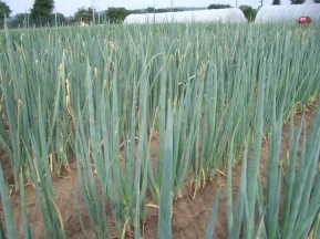 Green onion field rows