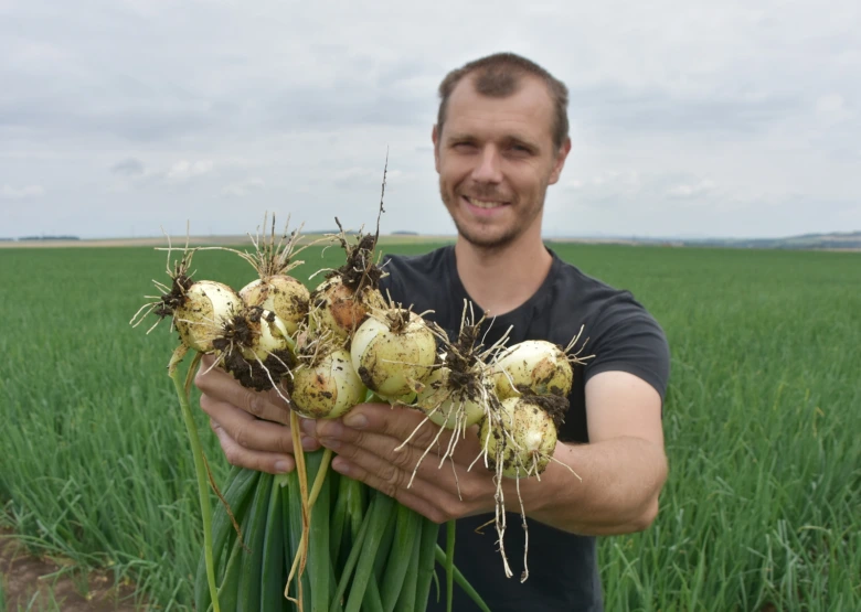 Farmař drží svazek čerstvě vyrazené cibule s kořenem na poli.