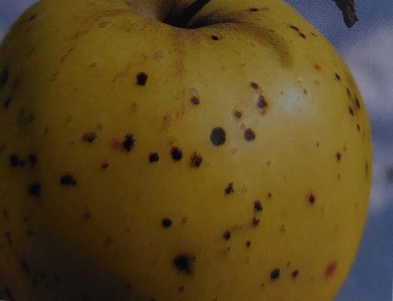 Žluté jablko s tmavými skvrnami na kůži jako příznak strupovitosti.
