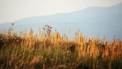 Zlatavé trávy na louce s horami v pozadí.