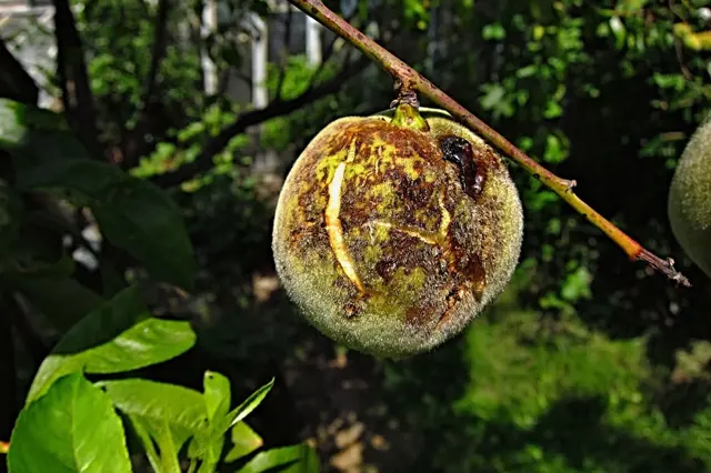 Zhnědlá meruňka s plísní na větvi v zahradě.