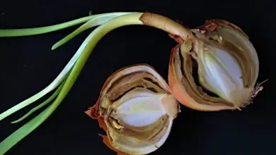 Dvě rozkrojené cibule s kořeny a zelenými výhonky na tmavém pozadí.