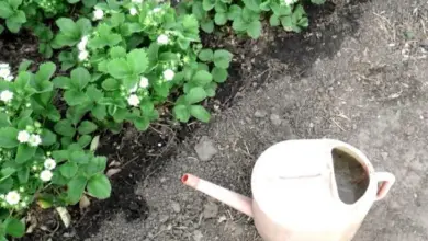 Růžová zálivková nádava vedle rostlin jahod v zahradě.