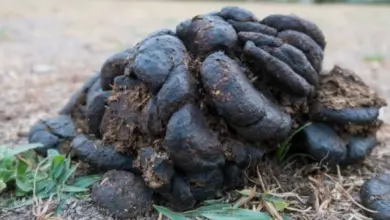 Hromada tmavého koního hnoje na zemi mezi trávou.
