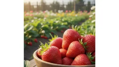 Strawberries in bowl