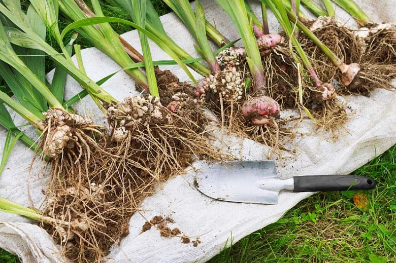 Vykopané cibule mečíku s kořeny na plátně vedle zahradní lžičky.