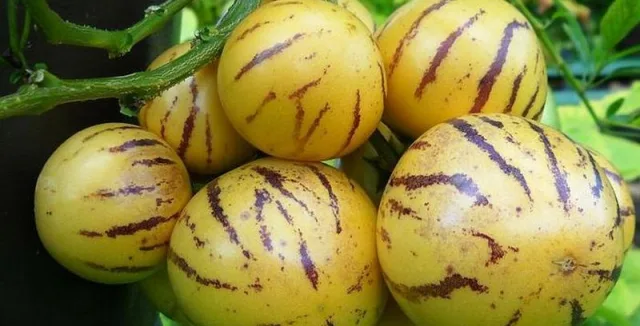 Zralé žluté ovoce s proužky připravené k jídlu.