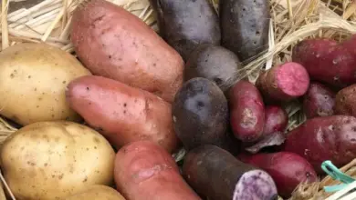 Fialové a červené brambory s řezem na slámě