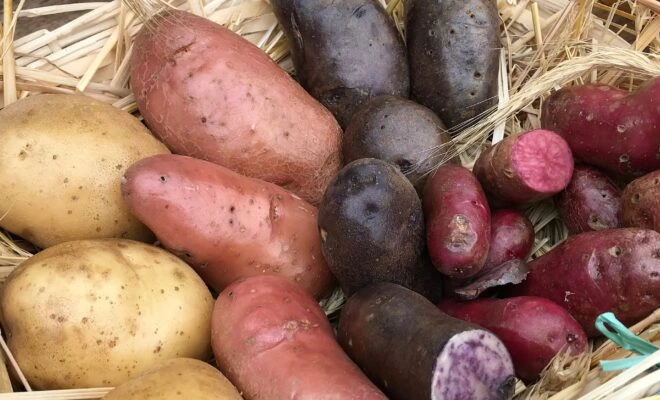 Fialové a červené brambory s řezem na slámě