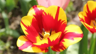Květníček tulipánu s červenými žilkami na žlutém okraji.