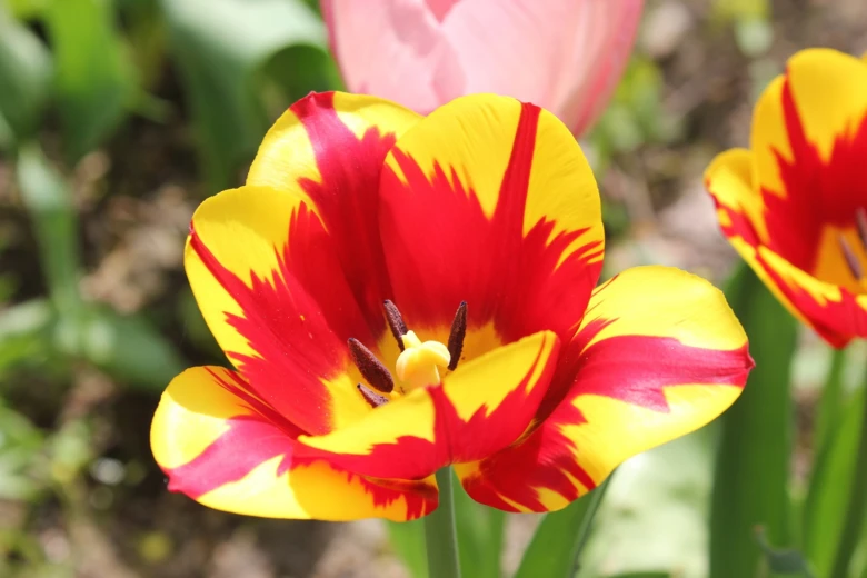 Květníček tulipánu s červenými žilkami na žlutém okraji.