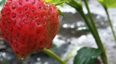 Čerstvá červená jahoda rostoucí na keři s listy.