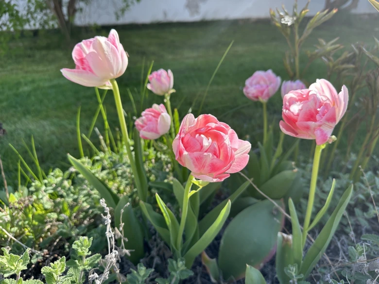 Růžové tulipány kvetoucí v zahradě s zelenými listy.