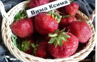 Koš s jahodami odrůdy Vima Xima na tmavém podkladu.