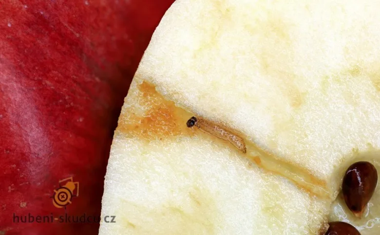 Máloletní larva zavíječe v řezu jablka s viditelným poškozením.