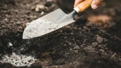 Ruka s lopatkou rozkládá popel na půdě pro pěstování česneku.
