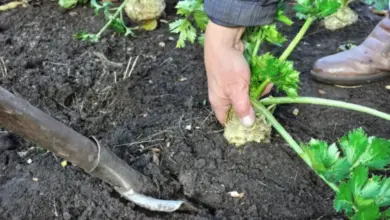 Ruka sbírá kořen celeru z půdy v zahradě.