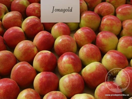 Hromada červených jablek odrůdy Jonagold v krabicích.