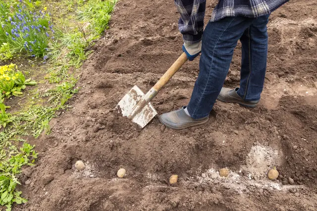 Osoba sypá brambory do připravené půdy.