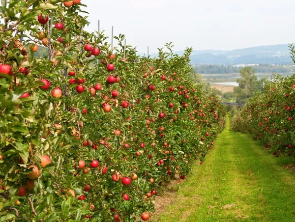 Apple orchard rows