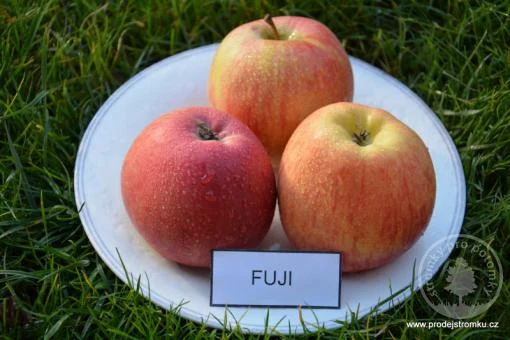 Tři jablka odrůdy Fuji na talíři s označením FUJI.